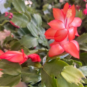 Rare Schlumbergera Zygocactus &#39;Orange&#39; Christmas Cactus Cuttings Succulents 024-7