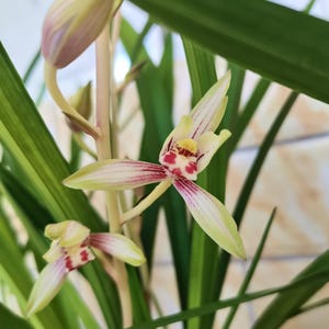 Puede incluir: Una orquídea Cymbidium con pétalos de color verde pálido y crema, con distintivas rayas longitudinales de color rojo oscuro y un labelo central con manchas amarillas. La planta tiene hojas verdes largas, delgadas y puntiagudas.
