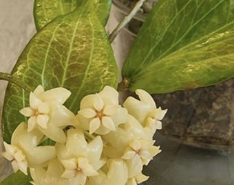 Zeldzame Hoya SP 'Dianel Ish' kamer- en buitenplanten vetplant 018-80