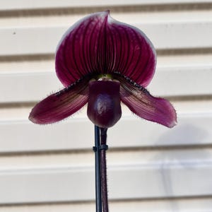 Può includere: Un fiore di orchidea Paphiopedilum caratterizzato da un grande sepalo dorsale bordeaux profondo con venature verticali scure e un bordo bianco. Il fiore presenta due petali orizzontali, pelosi, viola scuro e un labello centrale liscio.