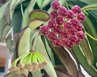 Hoya wayetii 'Lori Lyn', Newly Introduced Hoya Variety, Rooted