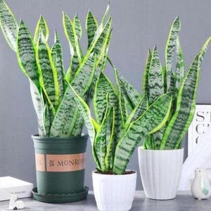 May include: Three snake plants with variegated green and yellow sword-shaped leaves. One plant is in a dark green pot with the text MONROVIA, while the other two are in white ribbed pots. The plants feature distinct horizontal dark green patterns.