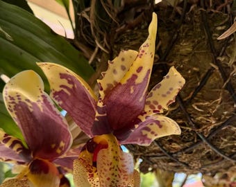 Fragrant Species Orchid 'Stanhopea Tigrina' Flowering Size Orchid Plant 030-12