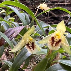 May include: A close-up shot of two pale yellow orchids with brown and yellow markings. The flowers have delicate petals and are surrounded by green leaves. The image is taken outdoors.