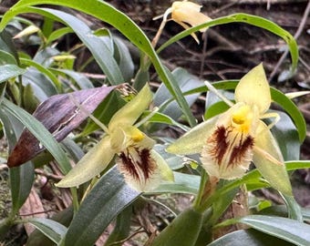 Orchid Coelogyne fimbriata 'Mini' Rooted Cuttings Plant 030-13