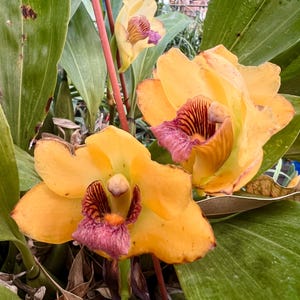 May include: A close-up of bright yellow orchid flowers with a striking red and purple centre. The petals are a warm yellow hue, and the leaves are a deep green. The image showcases the natural beauty of the orchid.
