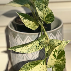May include: A houseplant in a decorative pot. The plant has green and cream-coloured variegated leaves with a speckled pattern. The pot is grey and white with a geometric design. The image is well-lit.