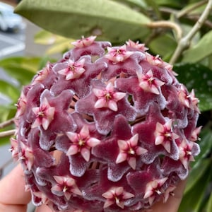 Hoya cinnamomifolia - Etsy 日本