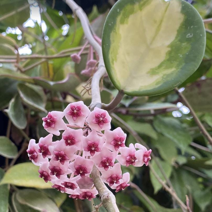 Hoya argentea princess - Etsy 日本