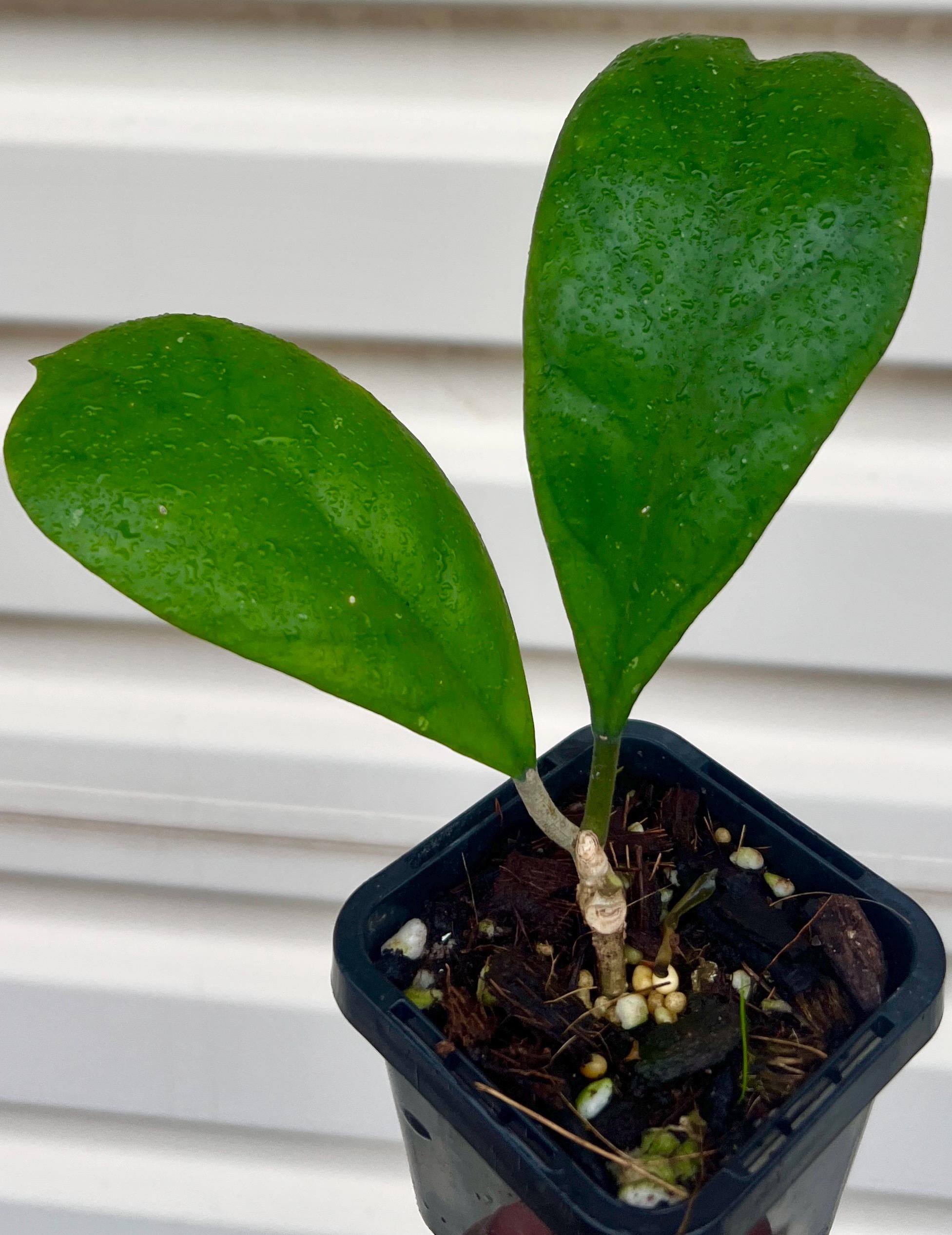 Hoya jennifer - Etsy 日本