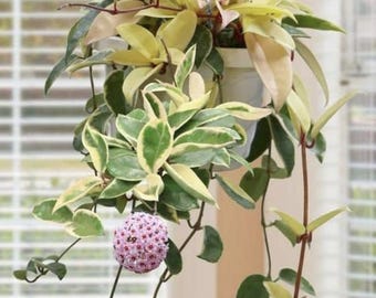 Hoya variegada 'Krimson Queen', planta suculenta de interior/exterior, poco común (018-52)