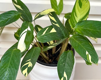 Calathea Variegated Pilosa 'Golden Mosaic' Indoor Plants Water Rooted 34-10
