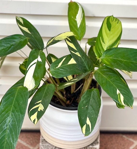 Calathea Variegated Pilosa 'Golden Mosaic' Zimmerpflanzen Wasser verwurzelt  34-10 - Etsy.de