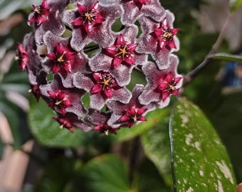 Hoya 'Royal Hawaiian' Plantes enracinées d'intérieur/extérieur succulentes 018-5