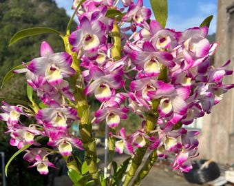 Dendrobium Orchid Nobile 'Bright Eyes' Rooted Plant 047-11