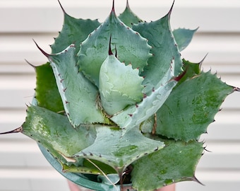 Agave Isthmensis Dwarf Butterfly Plant 14cm Large Succulent 05-2
