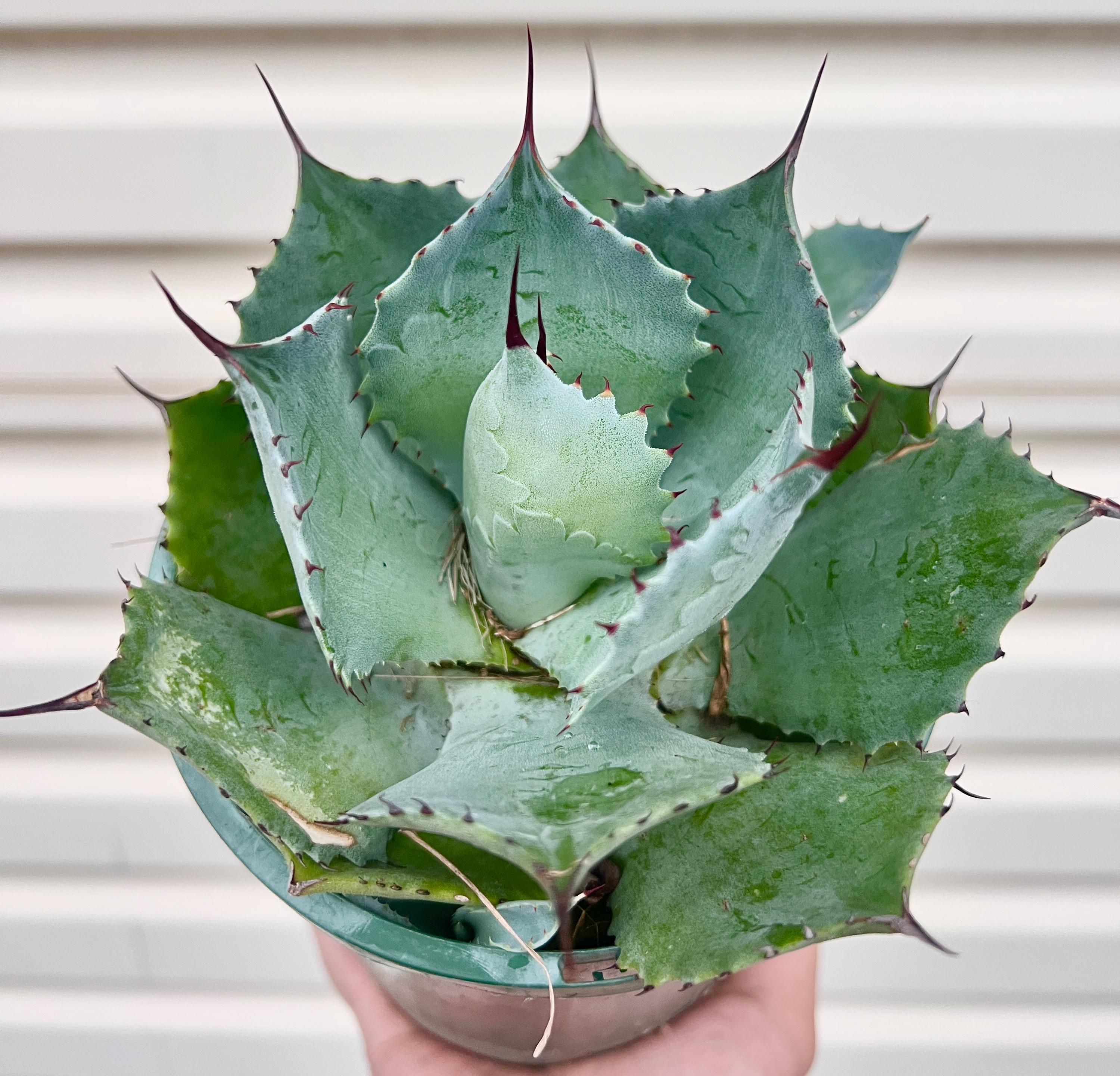 Agave isthmensis - Etsy 日本