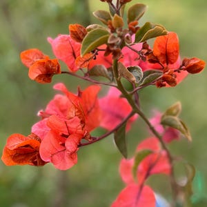 May include: A close-up shot of a bougainvillea plant, displaying vivid orange-red bracts and green leaves. The image highlights the plant's intricate details and the rich colours of the flowers, set against a blurred green backdrop.