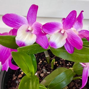 Könnte beinhalten: Nahaufnahme einer Topf-Orchidee mit leuchtend lila und weißen Blüten. Die Blütenblätter haben eine zarte Textur, und die Pflanze weist üppige grüne Blätter auf. Die Orchidee steht in voller Blüte und zeigt ihre natürliche Schönheit.