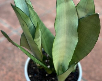 Rare Sansevieria Trifasciata 'Moonshine' Mother In Law's Tongue With Roots Snake Plant 19-4