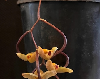 Species Orchid gongora galeata Flowering Size Orchid Plant 030-12