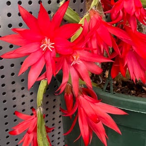 May include: A cluster of bright red flowers with star-shaped blooms and white centers. The flowers have long, pointed petals. The plant is in a green pot, set against a grey background with a perforated pattern.