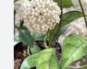 Rare Hoya 'Hainanensis' Indoor/Otdoor Plants Succulent 018-62