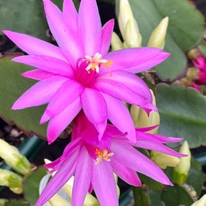 Rare Purple Rhipsalidopsis gaertneri Spring Easter Cactus Cuttings Succulents 03-46