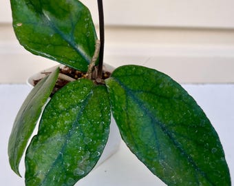 Rare Hoya 'Philippines' Indoor/Otdoor Plants Succulent 018-62