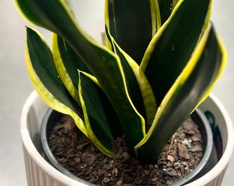 Sansevieria Fischeri Singularis. Caudiciform Snake Plant