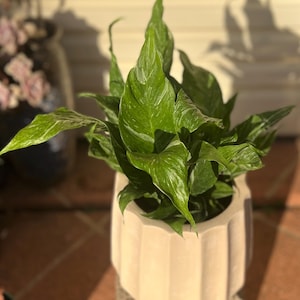 以下が含まれることがあります： 緑と白の斑入りの葉を持つ、鉢植えのスパティフィラム。植物は、幾何学的な形状の淡いベージュ色の鉢に入っています。太陽光の下で撮影され、植物の詳細が際立っています。鉢の高さは約15cmです。