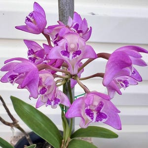 May include: A cluster of vibrant purple and white orchid flowers with distinct dark purple speckled patterns on the central petals. The orchid features multiple blooming flowers on a central stem with long, smooth, green leaves at the base.
