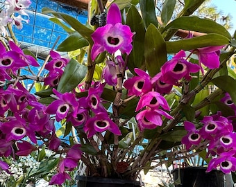 Dendrobium Orchid 'Red Emperor' Softcane Rooted Plant 047-6