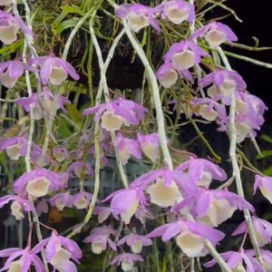 Könnte beinhalten: Nahaufnahme einer kaskadierenden Orchideenpflanze mit zahlreichen lavendelfarbenen Blüten und cremeweißen Zentren. Die Stiele der Orchidee sind lang und schlank, mit den Blüten, die sich entlang ihnen gruppieren. Der dunkle Hintergrund hebt die leuchtenden Farben der Orchidee hervor.