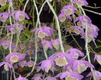 Rare Fragrant Species Orchid Dendrobium Aphyllum Rooted Plant 047-50
