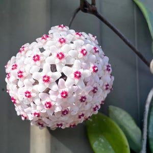 May include: A close-up of a Hoya carnosa flower cluster. The spherical bloom is made up of many small, white, star-shaped flowers, each with a vibrant red centre. Green leaves and a dark stem are also visible.