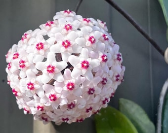 Hoya 'Carnosa Splash' Indoor/Outdoor Rooted Plants Succulent 018-23