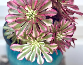Rara talea di Aeonium variegata ''Pink Copper Kettle' a testa singola, succulenta 8-43