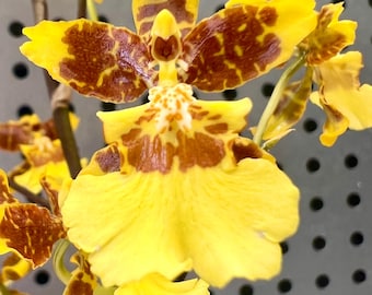 Oncidium sphacelatum Hybrid Orchid 'Sweet Sugar' Flowering Size Orchid Plant 030-10