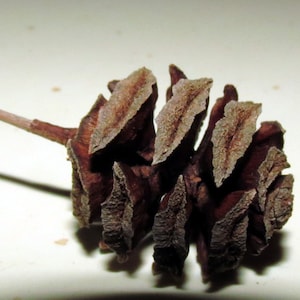 May include: A close-up of a brown pine cone with a long, thin stem. The cone is made up of many overlapping scales.