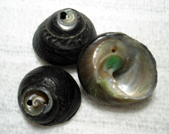Black Turban Shell 20-25mm Beads (Qty 3) - B5832