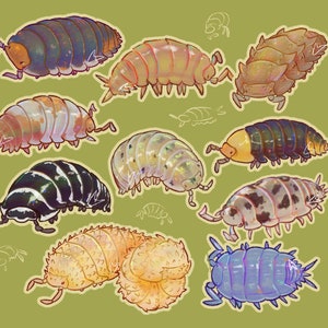 Isopods Vinyl Stickers 10 Species Variants, Roly Poly, Pill Bug Sticker ...