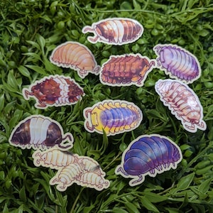 Isopods Vinyl Stickers Series 2 - 10 Species Variants, Roly Poly, Pill Bug Sticker