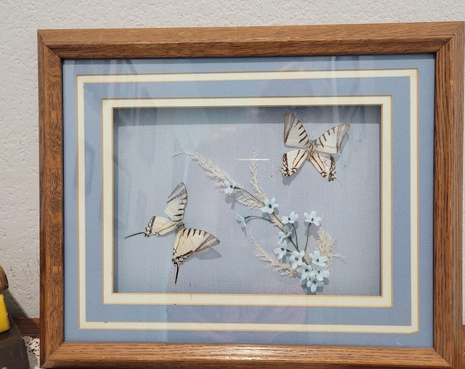 Vtg 2 Butterflys & Flowers Mounted In Shadow Box Frame Taxidermy Oklahoma Flaw