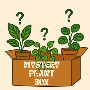 3 PLANT MYSTERY BOX  • Propagation Cuttings • Rooted & Unrooted • Free Shipping