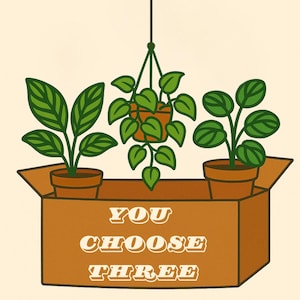 3 PLANT CUTTINGS BOX • Choose Your Favorite Houseplant Cuttings • Perfect for Plant Lovers & Propagation Enthusiasts • Free Shipping •