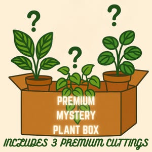 3 PLANT PREMIUM MYSTERY Box  • Propagation Cuttings • Rooted & Unrooted • Free Shipping