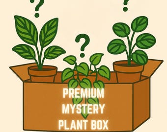 Mystery Plant Cuttings Box • 3 Houseplant Cuttings (Rooted/Unrooted)