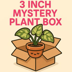 3-Inch Rooted Houseplant Mystery Box: Beginner-Friendly