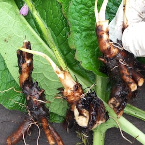 Comfrey 'Bocking 14'. 5 x root cuttings. Root cuttings with growing tips. Organically grown. (Symphytum officinale).